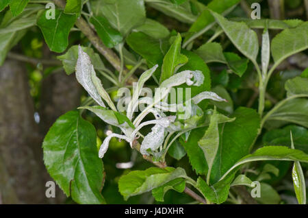 Primary oidio, Podosphaera leucotricha, infezione su giovani foglie di un albero di mele, Berkshire, può Foto Stock