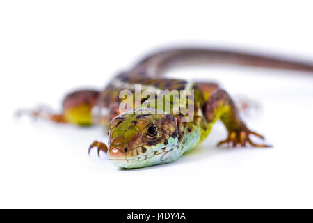 Biacco (Lacerta agilis) su sfondo bianco. Foto Stock