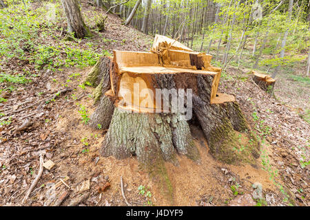 Albero abbattuto suddiviso in pezzi - Maria Laach, Rhineland-PalatinateRheinland Pfalz, Germania, Europa UE Foto Stock