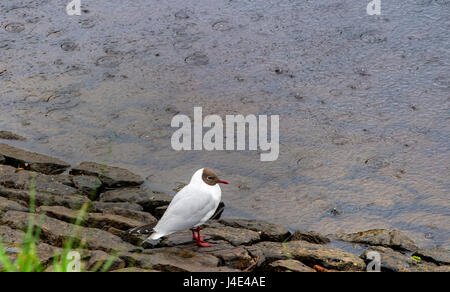 Blackburn Lancashire, Regno Unito. Il 12 maggio 2017. Tanto bisogno di docce a pioggia per questo lone seagull al serbatoio Entwistle, Blackburn Lancashire. Foto di Paolo Heyes, Venerdì 12 Maggio, 2017. Credito: Paolo Heyes/Alamy Live News Foto Stock