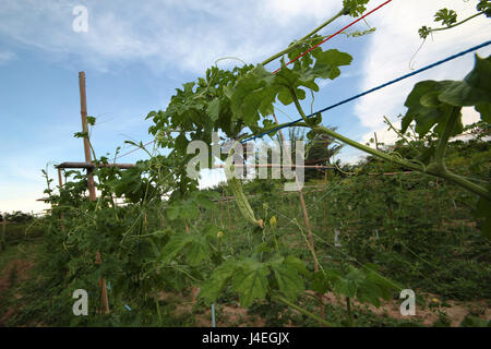 La piantagione cinese gourd Amaro (Balsum pera) fornendo un avvolgimento su un funambolico e sistema di acqua con il tubo sistema di approvvigionamento di acqua nel sole di sera li Foto Stock