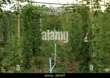 La piantagione cinese gourd Amaro (Balsum pera) fornendo un avvolgimento su un funambolico e sistema di acqua con il tubo sistema di approvvigionamento di acqua nel sole di sera li Foto Stock