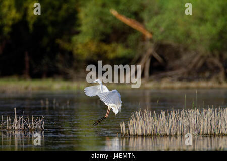 Il grande egreto (Ardea alba) nella zona umida del Parco Naturale di Kopacki rit, Croazia Foto Stock