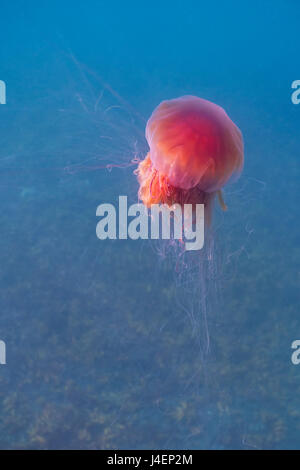 Leone la criniera medusa (Cyanea capillata), il principe William Sound, Alaska, Stati Uniti d'America, America del Nord Foto Stock