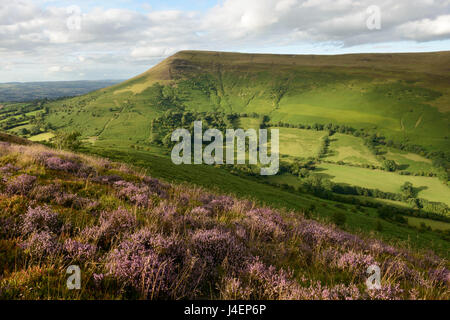 Fioritura heather su Mynydd Llangorse con una vista verso Mynydd Troed in Brecon Beacons, Wales, Regno Unito, Europa Foto Stock