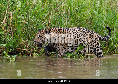 Una Jaguar (Panthera onca) passeggiate lungo il fiume Cuiaba bank, Pantanal, Mato Grosso, Brasile, Sud America Foto Stock