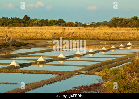 Saline e pile di Fleur de Sel intorno al Fier d Ars paludi del west, Ars en Re, Ile de Re, Charente-Maritime, Francia Foto Stock
