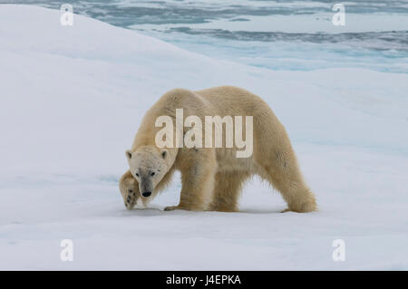 Maschio di orso polare (Ursus maritimus) camminando sulla banchisa, arcipelago delle Svalbard, il Mare di Barents, artiche, Norvegia, Scandinavia, Europa Foto Stock