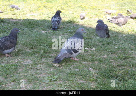 Piccioni affamati uccello brulicare la pagnotta di pane e mangiare a sbarazzarsi di esso in pochi secondi. Foto Stock