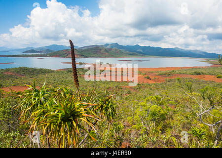 Si affacciano sul fiume blu Parco Provinciale, Yate, Nuova Caledonia, Pacific Foto Stock