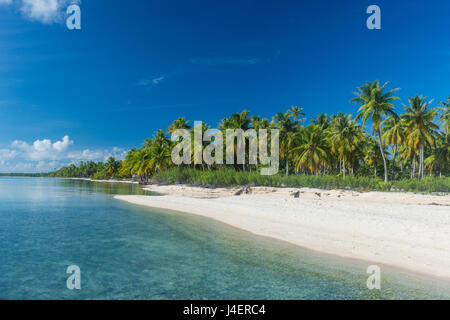 Bella da palme spiaggia di sabbia bianca nelle acque turchesi di Tikehau, Tuamotus, Polinesia francese, Pacific Foto Stock