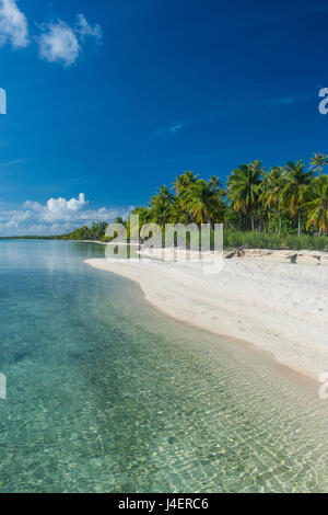 Bella da palme spiaggia di sabbia bianca nelle acque turchesi di Tikehau, Tuamotus, Polinesia francese, Pacific Foto Stock