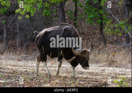 Un indiano bison (Bos gaurus bandhavgarh) passeggiate, Bandhavgarh National Park, Madhya Pradesh, India, Asia Foto Stock