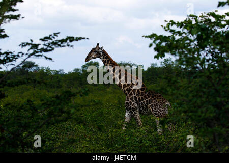 Dark giraffa meridionale nel bush Africano veld Foto Stock