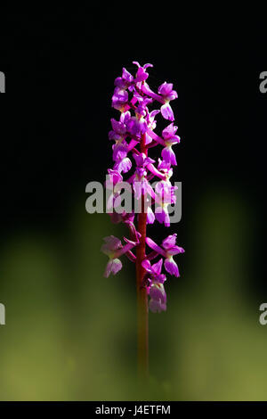 Inizio purple orchid Orchis mascula crescente nel bosco di Norfolk Foto Stock