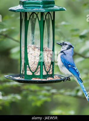 Blue Jay sul verde Bird Feeder Foto Stock