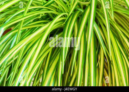 Close up di tropicale Esotiche piante Dracaena lascia Foto Stock