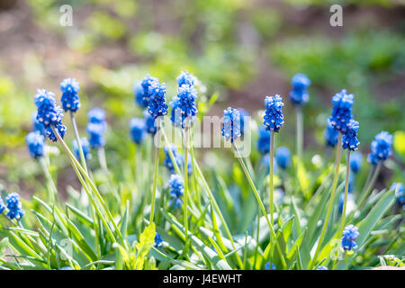 Close-up photograhy del gruppo di splendida fioritura muscari Foto Stock