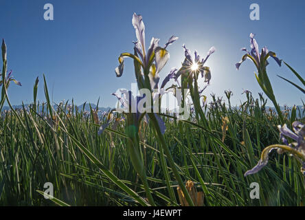 La sunflare dietro iris selvatici fiore in un prato Foto Stock