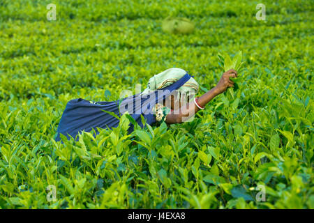 Femmina di foglia di tè plucker lavora a tea garden in Srimangal. Moulvibazar, Bangladesh. Foto Stock