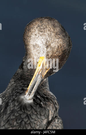 Double-crestato - cormorano Phalacrocorax auritis - capretti preening Foto Stock