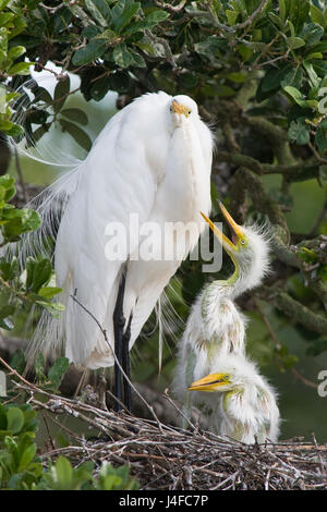 Airone bianco maggiore - Ardea alba - adulto alimentazione di pulcini Foto Stock