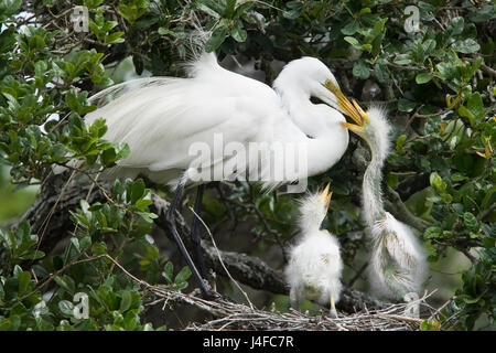 Airone bianco maggiore - Ardea alba - adulto alimentazione di pulcini Foto Stock