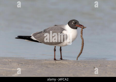 Ridendo Gull - Larus atricilla - estate adulto Foto Stock