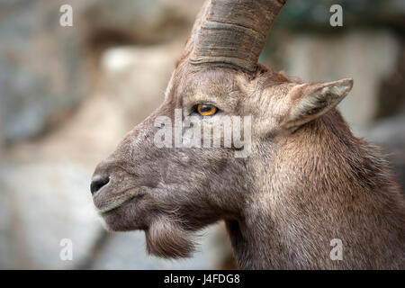 Lo stambecco (Capra ibex), noto anche come lo stambecco, è una specie di capra selvatica che vive nelle montagne delle Alpi europee. Foto Stock