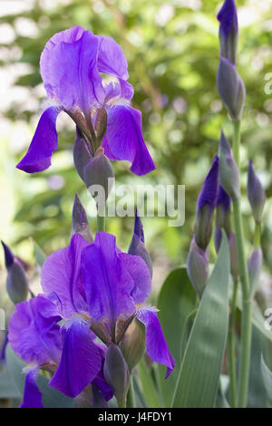 Viola lilla iris in giardino su uno sfondo verde. Foto Stock