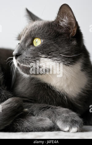 Ritratto di un gatto grigio. Foto Stock