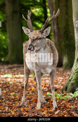 Close-up di un persiano di daini (dama dama mesopotamica) in un bosco d'autunno. Foto Stock