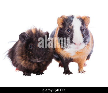 Due cavie animali domestici in piedi insieme isolato su bianco Foto Stock