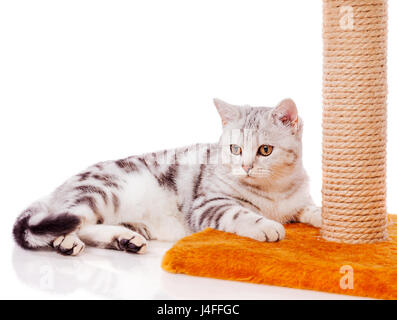 Grigio britannico Gatto sdraiato piuttosto isolato su bianco Foto Stock