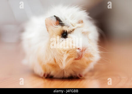 Giovani dai capelli lunghi nazionale del Perù guinea pig ritratto Foto Stock