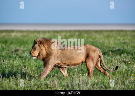 Leone maschio (panthera leo) attraverso il pattugliamento della zona Foto Stock