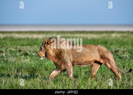 Leone maschio (panthera leo) attraverso il pattugliamento della zona Foto Stock