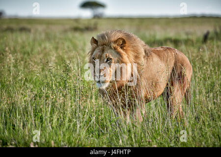 Leone maschio (panthera leo) attraverso il pattugliamento della zona Foto Stock