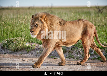 Leone maschio (panthera leo) attraverso il pattugliamento della zona Foto Stock