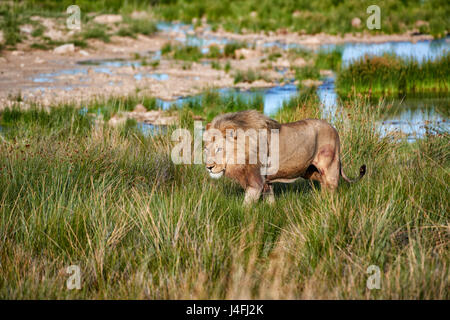 Leone maschio (panthera leo) attraverso il pattugliamento della zona Foto Stock