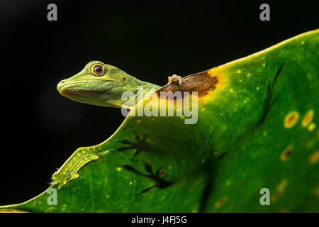 Avvistato Anole (Anolis punctatus) (Famiglia Dactyloidae), la foresta pluviale amazzonica Copalinga, provincia di Zamora, Ecuador Foto Stock