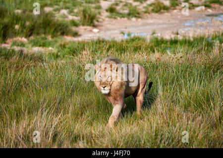 Leone maschio (panthera leo) attraverso il pattugliamento della zona Foto Stock