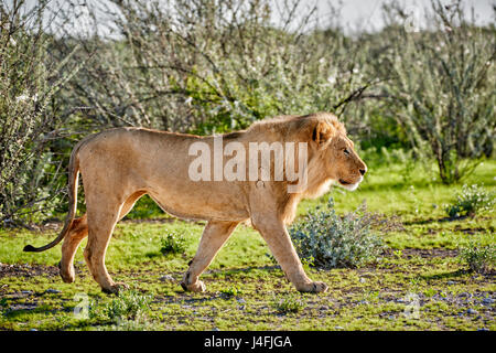 Leone maschio (panthera leo) attraverso il pattugliamento della zona Foto Stock