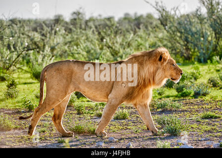 Leone maschio (panthera leo) attraverso il pattugliamento della zona Foto Stock