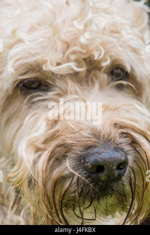 Irlandese rivestito morbido wheaten terrier bianco e marrone di pelliccia ritratto di cane Foto Stock