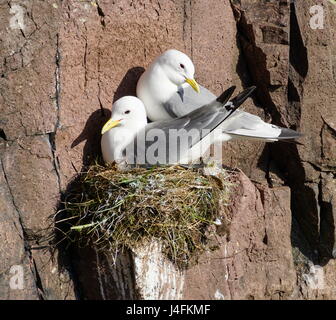 Una coppia di Kittiwakes (rissa tridactyla) nesting Foto Stock