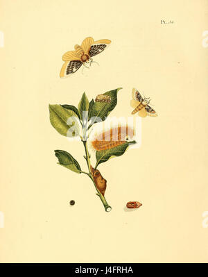 Sepp Surinaamsche vlinders pl 014 piastra xanthopasa Megalopyge Foto Stock