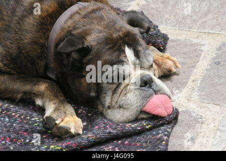 Un enorme cane è in appoggio su un marciapiede in capitale dell'isola di Lipari, Italia, con la lingua di fuori del muso molto assonnato e sonnolenza. Foto Stock