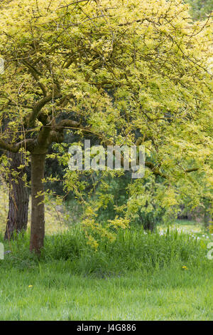 Fraxinus excelsior " Aurea pendula". Piangendo Golden frassino foglie in aprile. Regno Unito Foto Stock