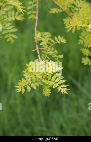 Fraxinus excelsior " Aurea pendula". Piangendo Golden frassino foglie in aprile. Regno Unito Foto Stock